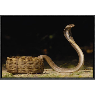 " Spectacled Cobra With Hood Flared "