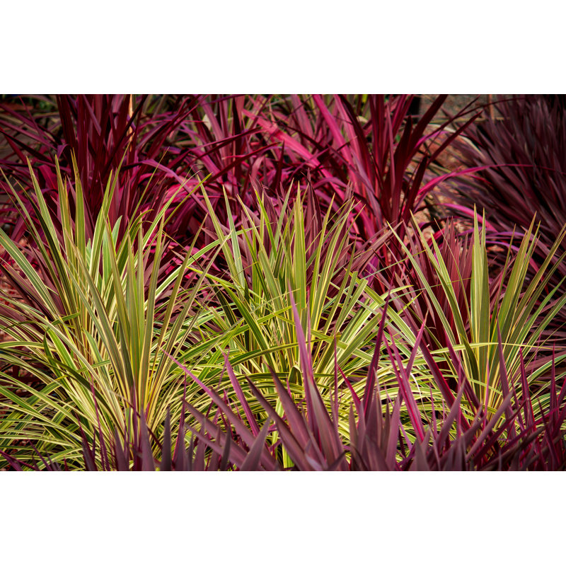 Motif de cordyline rouge et vert Mikito - imprimé, H 32 po x l 48 po