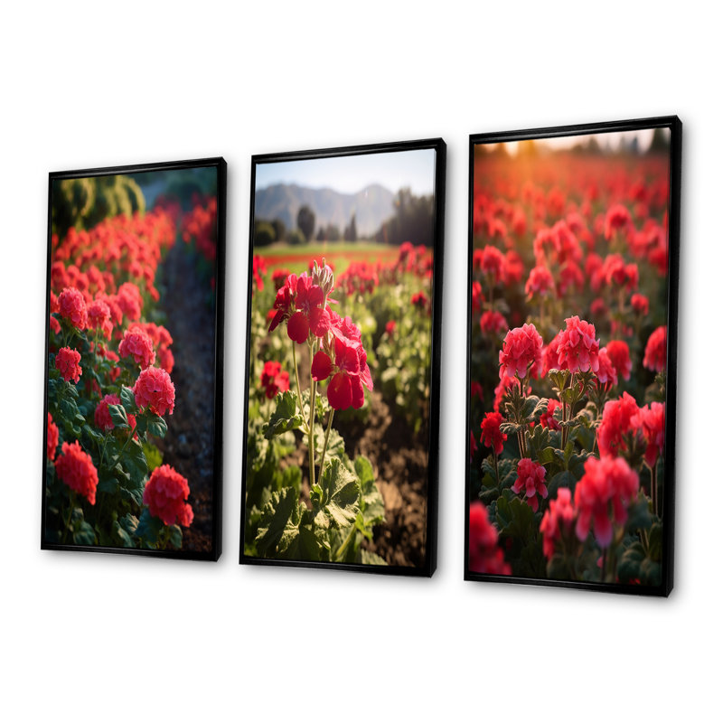Photo Og Geraniums Field - Geraniums Wall Art, ensemble de salon de 4, Cadre flottant noir, H 40 po x l 60 po