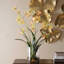 Orchidée araignée dans un vase en verre