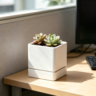 Ce pot de jardin en plastique blanc minimaliste dispose d'un trou de drainage intégré et d'un plateau d'eau. Son style moderne complète la décoration intérieure et convient à la plantation de fleurs, d'herbes et de plantes grasses.