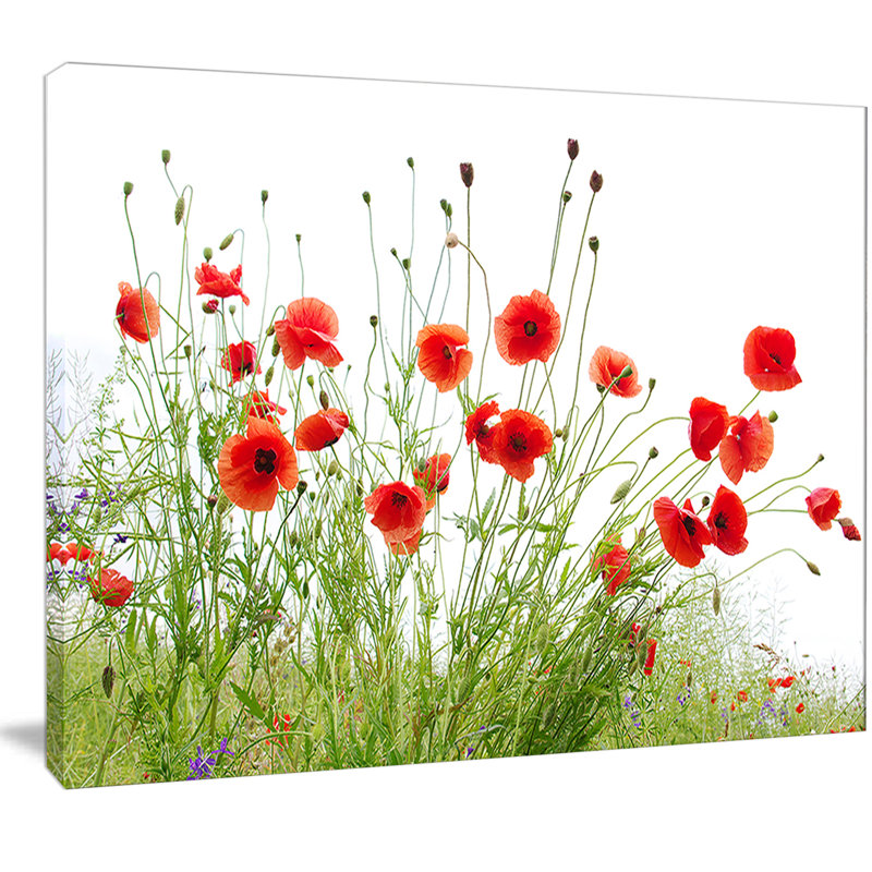 Poppies on White Background' Photographic Print, 30" H x 40" W, Metal