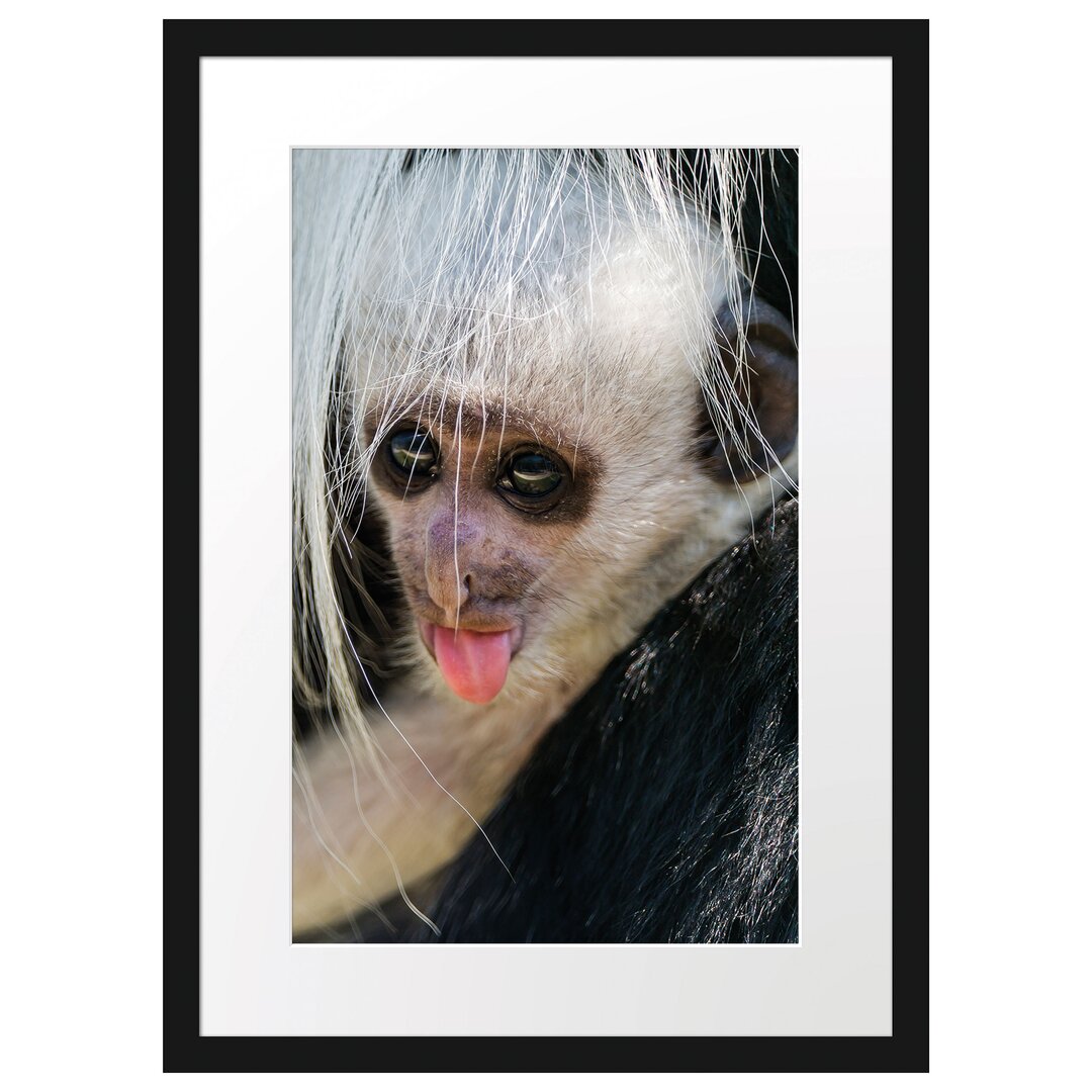 Gerahmtes Poster Kleines Colobus-Äffchen