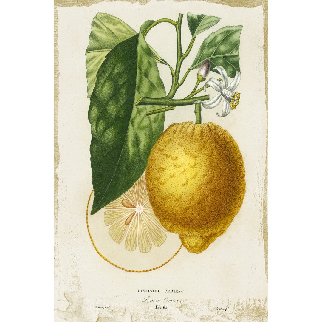 Leinwandbild French Lemon I