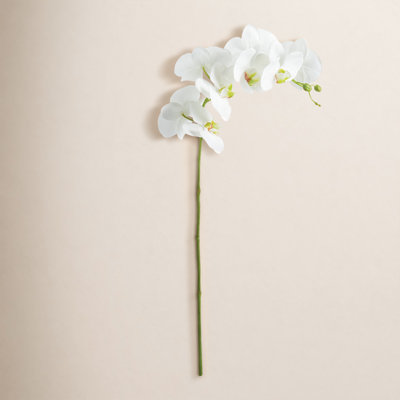 Phalaenopsis Orchid Stems