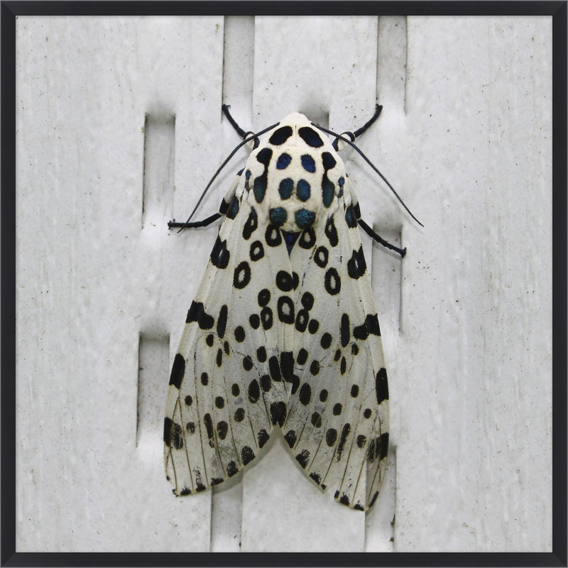 Papillon royal 1