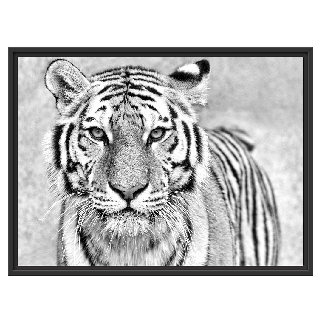 Gerahmtes Wandbild Anmutiger Tiger in B&W