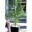 Palmier Areca avec jardinière résistante aux rayons UV (intérieur / extérieur)-33118716-33118718