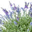 Lavender Urn Filler