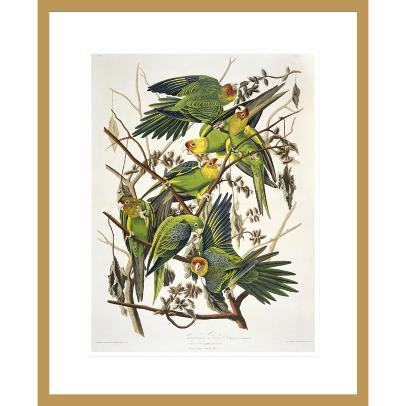 Carolina Parakeet from «Birds of America» par John James Audubon, impression giclée encadrée, H 21,75 po x l 17,72 po