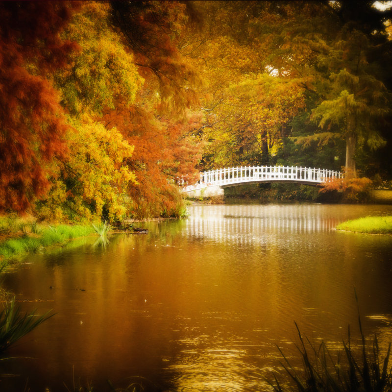 Beautiful Autumn Scene - Wrapped Canvas Print, 122cm H x 122cm W