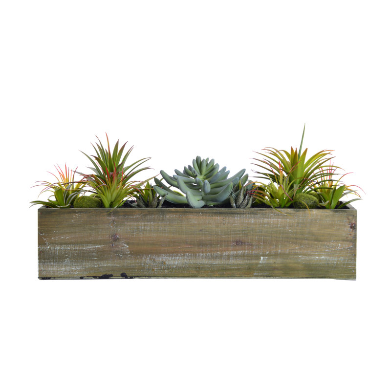 Plantes grasses dans un pot en bois