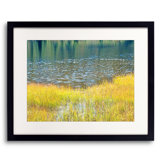 Pond And Reeds In Sunlight Print by Bruce Heinemann