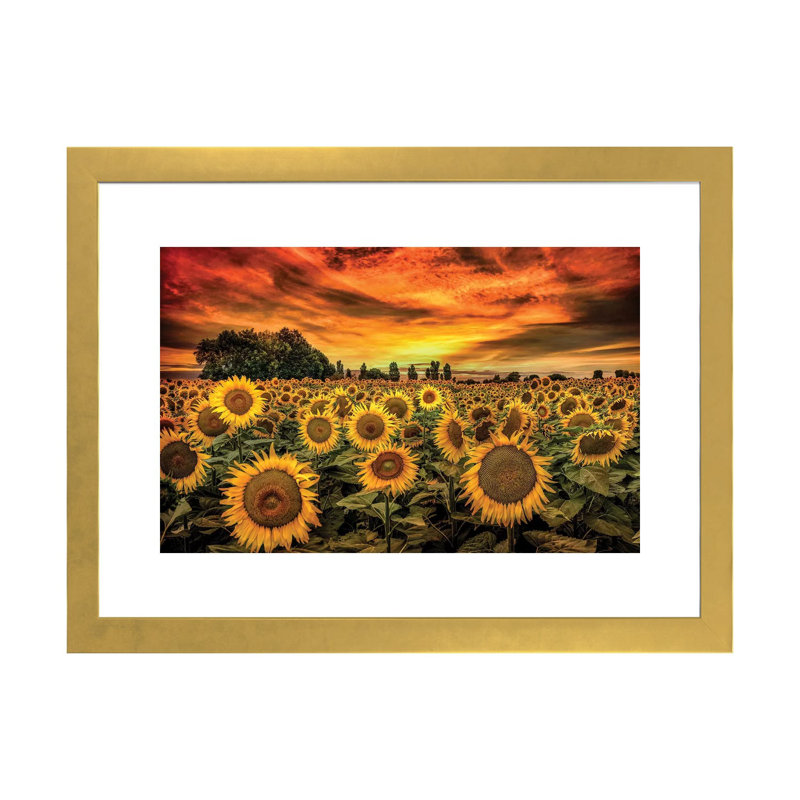 «Tuscany Sunflowers Field» - reproduction, H 24 po x l 32 po x P 1 po, Papier beaux-arts encadré doré
