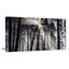«Sunbeam Through Black White Forest», photographie-35125685-35125680