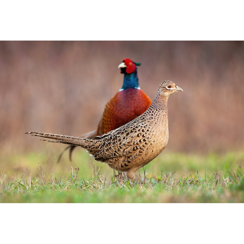 Couple Of Common Pheasant by JMrocek - Wrapped Canvas Print, 51cm H x 76cm W