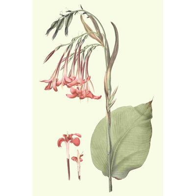 Doux tropical III
