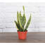Live Laurentii Snake Plant-49662174