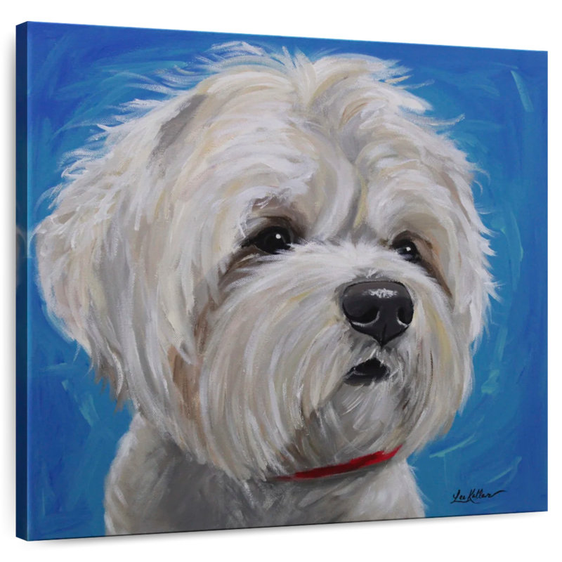 Brampt Maltese Shih Tzu Pipa