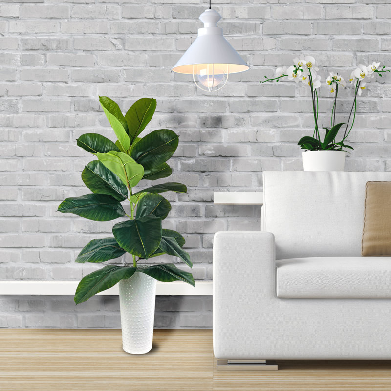 4-Foot Rubber Plant in Dotted White Metal Planter