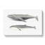 Humpback & Minke Whale by C.M. Scammon - Wrapped Canvas-55304180