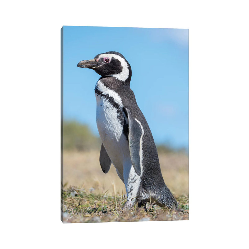 Magellanic Penguin In Colony In Valdes, Patagonia, Argentina, Valdes by Martin Zwick - Wrapped Canvas Print