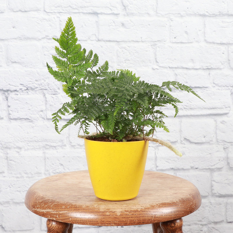 Live Rabbit's Foot Fern Plant