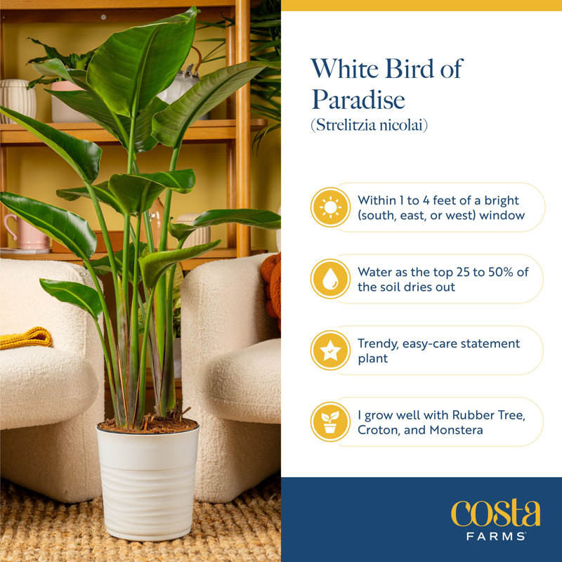 Dune 36" Live Bird of Paradise Plant in Planter, White