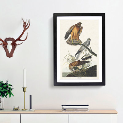 Marsh Hawks by John Audubon - Framed Print
