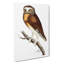 White Fronted Owl by George Shaw - Wrapped Canvas Print-55299212