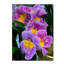 « happy orchidées » par kurt shaffer, reproduction de photo sur toile tendue-13605041