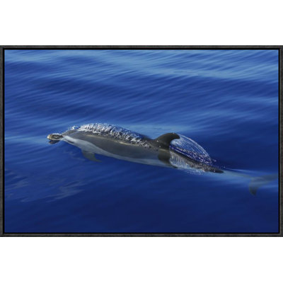 " Pantropical Spotted Dolphin Surfacing "