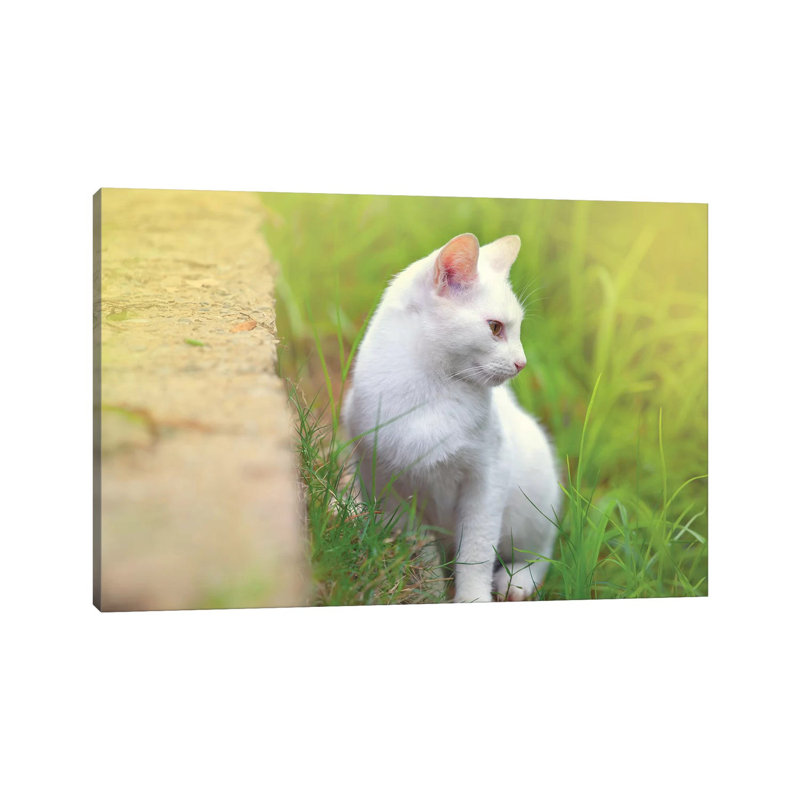 « White Cat 61 » par Ben Heine-reproduction de photo, Pas de tapis, Toile tendue, H 18 po x l 26 po x P 1,5 po