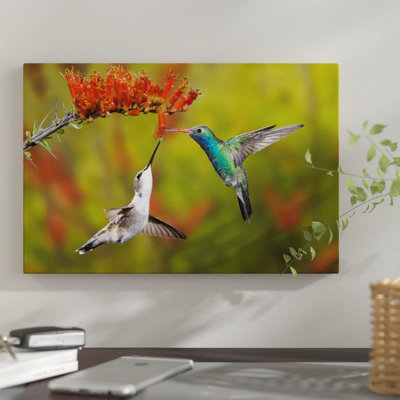 " Broad-Billed And Black-Chinned Hummingbirds Sharing An Ocotillo (Jacob's Staff) Bloom, Sonoran Desert, Arizona, USA " Color Photography