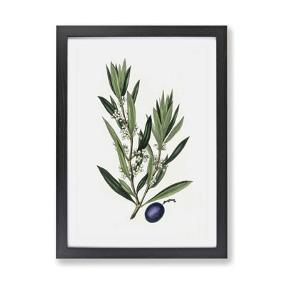 Olive Tree Flowers Illustration - Framed Print