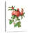 Red Rose Branch Splash-2000571905