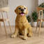Statue Labrador Retriever, une sculpture de chien réaliste, parfaite pour la décoration de la maison et du jardin, faite de résine.
