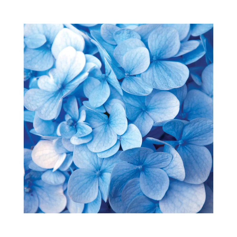 Blue Flowers - Print on Canvas, No Framed, 30.48 cm H x 30.48 cm W