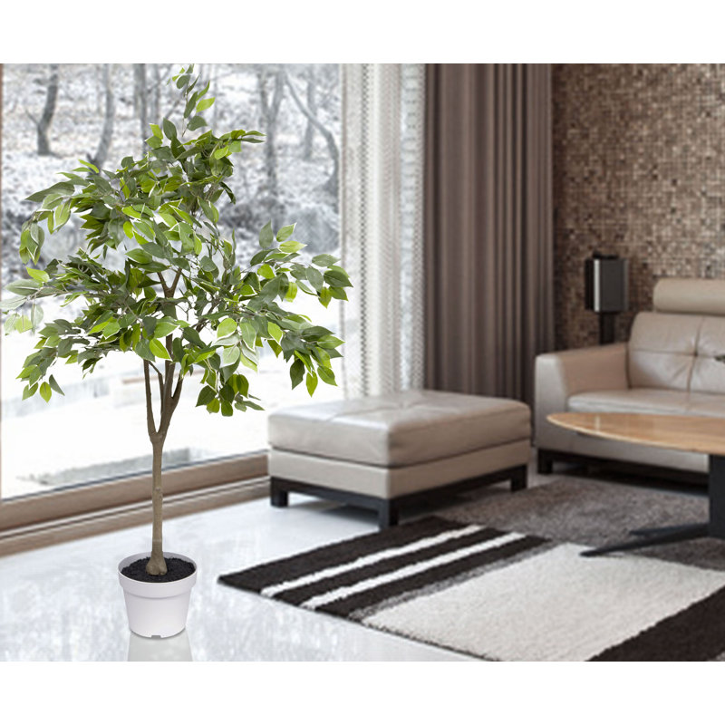 Ficus Tree