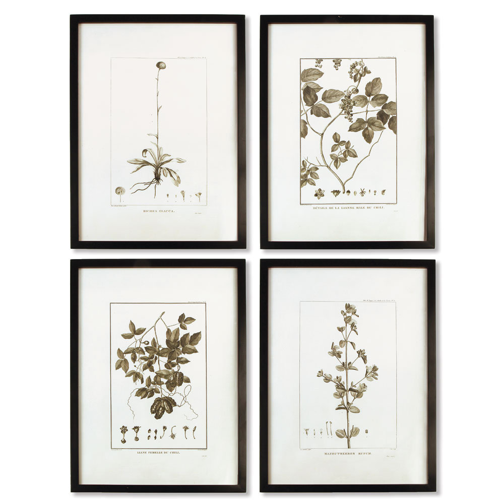 " Sepia Tone Botanical " 4 - Pieces Birch Lane™