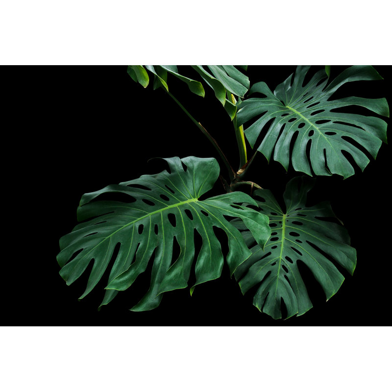 Dark Green Monstera by Chansom Pantip - Wrapped Canvas Print, 30cm H x 46cm W x 3.8cm D
