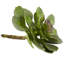 Ensemble de 12 plantes succulentes artificielles Echeveria-1866316393-1866316375