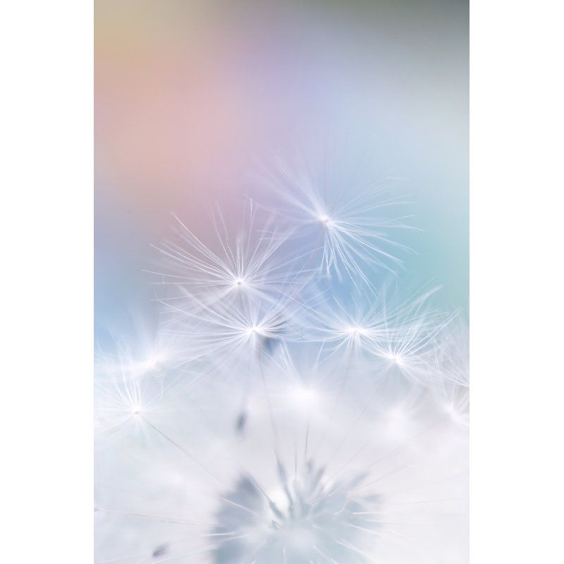 Flower In Macro - Wrapped Canvas Print, 46cm H x 30cm W x 3.8cm D