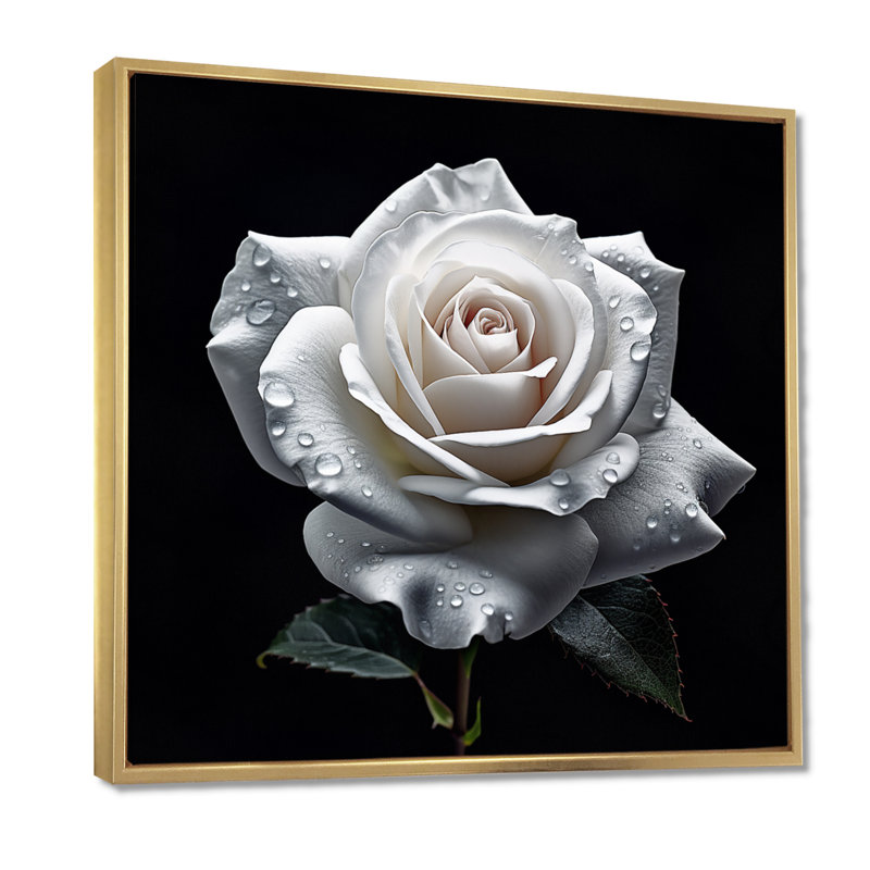 Blooming White Rose On Black - Rose, art mural, Toile avec cadre flottant or, H 36 po x l 36 po x P 1,5 po