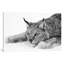 Lynx par PhotoINC Studio - Estampe numérique sur toile tendue avec châssis-21493260-71996381-71998982