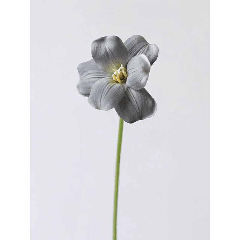 Tige de tulipe Heritage - 19,5 po, Ocre doré, [A] 1 tige