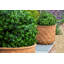Vaughn Fiberglass Pot Planter-14486328
