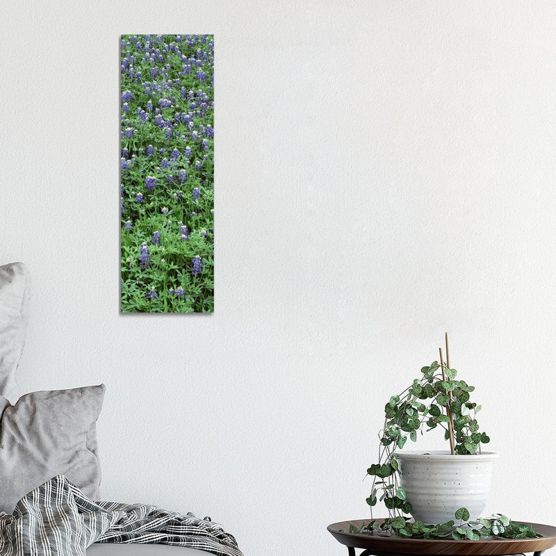 High Angle View Of Plants, Bluebonnets, Austin, Texas, USA - Wrapped Canvas Panoramic Print