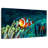 Brampt Frowning Clownfish