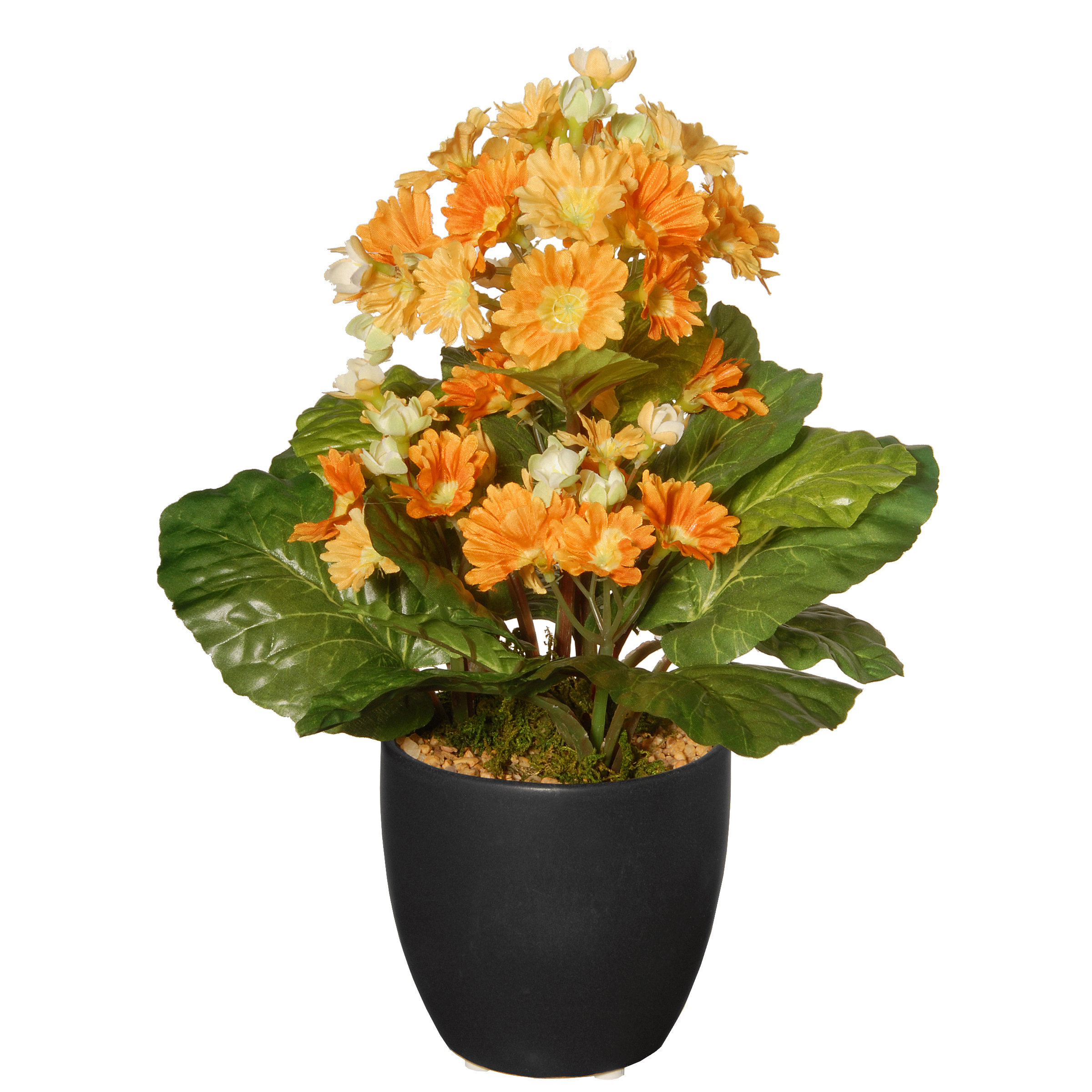 https://assets.wfcdn.com/im/80654416/compr-r85/5879/58796557/potted-primula-floral-arrangement-in-pot.jpg